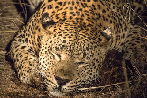 Leopard Sleeping At Night, Kruger National Park, South Africa! 31888