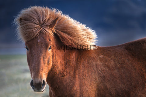 Southern Iceland Horse Posing for the Camera! 24219 Horse Wall Art
