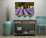 A Farmhouse with a Lush Field of Lavender in Provence, France FO-4900