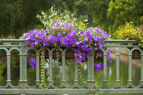 Flowers on the Railing of a Bridge, Salzburg, France! 13231