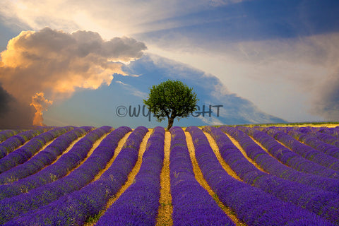 Lavender Fields, Provance, France! 36620 Home Decor Art