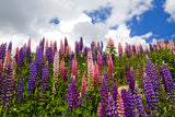Wildflowers in the Swiss Alps! 13347 Home Decor Art Scenic Photo