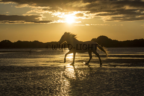 White Horses of the Camargue, Provence, France! 35043 Horse Wall Art