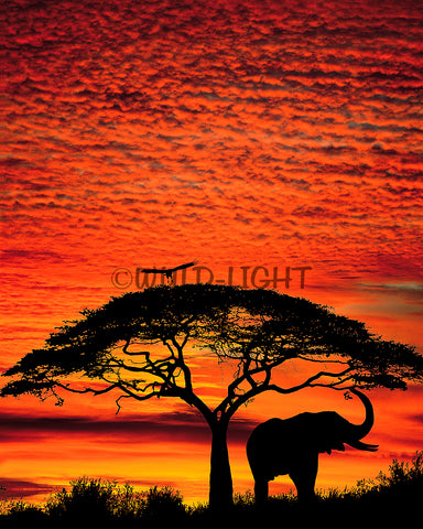 Elephant and Vulture, Masai Mara National Park, Kenya FO-441