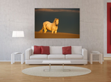 A Stallion Enjoying the Camargue Area in Provence, France 22089