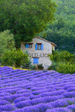 Farm House and Lavender, Provence, France! 15252 Flower Wall Art