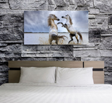 The Playing Stallions: Horses of the Camargue in Provence, France 22106