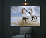 The Playing Stallions: Horses of the Camargue in Provence, France 22106