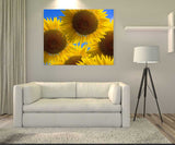 Sunflowers in Full Bloom During the Summer in Provence, France 15251
