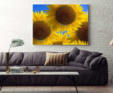 Sunflowers in Full Bloom During the Summer in Provence, France 15251