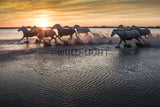 White Horses of the Camargue, St. Marie de la Mer, France! 35018