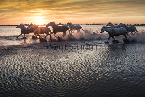White Horses of the Camargue, St. Marie de la Mer, France! 35018