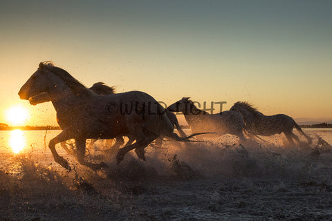White Horses of the Camargue, St. Marie de la Mer, France! 35022