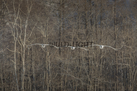 Japanese Cranes in Flight near Kushiro, Hokkaido Island, Japan! 30618