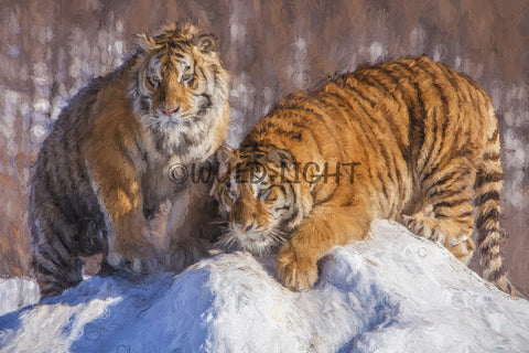 Siberian Tigers Enjoying the Snow in Northeast China! 39717