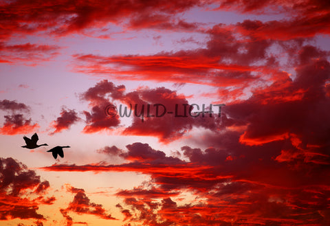 Canada Geese at Sunset, Middle Tennessee! 38962 Bird Wall Art