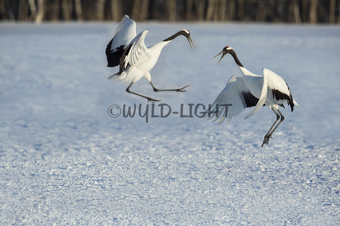 Japanese Crane in their Courtship Dance, Hokkaido Island, Japan! 30907