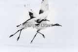 Japanese Cranes in Flight near Kushiro, Hokkaido Island, Japan! 30605