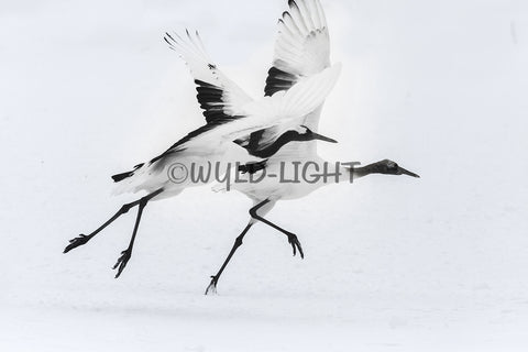 Japanese Cranes in Flight near Kushiro, Hokkaido Island, Japan! 30605