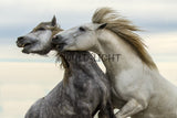 Stallions Playing, St. Marie de la Mer, France! 35023 Horse Art
