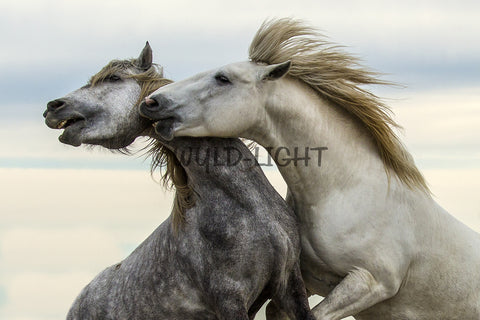 Stallions Playing, St. Marie de la Mer, France! 35023 Horse Art