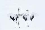 Japanese Crane in Courtship Dance, Hokkaido Island, Japan! 30639