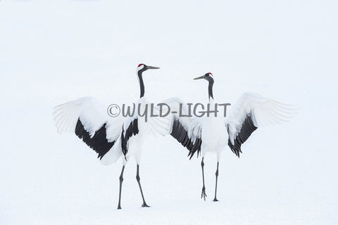 Japanese Crane in Courtship Dance, Hokkaido Island, Japan! 30639