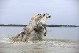 Beautiful White Stallion Horses in Provence, France! 27108 Horse Art