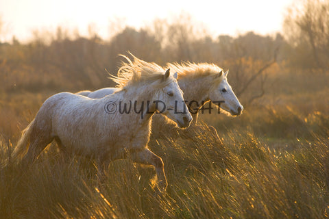 White Horses of the Camargue, Provence, France! MS-9255 Horse Wall Art