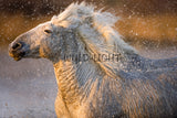 White Horses of the Camargue, Provence, France! MS-9265 Horse Wall Art