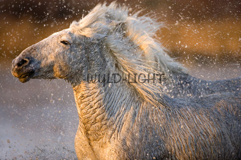 White Horses of the Camargue, Provence, France! MS-9265 Horse Wall Art