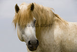 White Horses of the Camargue, Provence, France! MS-7724 Horse Wall Art