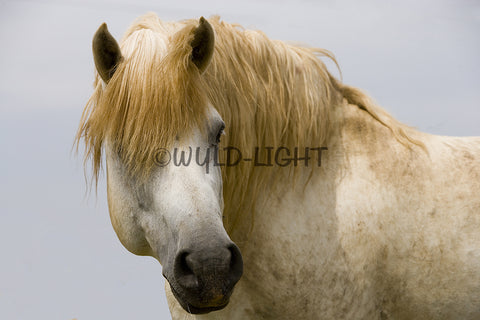 White Horses of the Camargue, Provence, France! MS-7724 Horse Wall Art